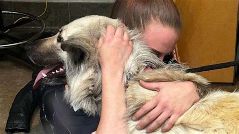 Success Stories: Dogs Reunited with Their Owners after Years Apart