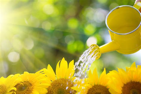 Sunflower Care: Watering, Fertilizing, and Pruning