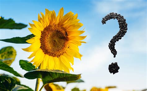 Sunflower Seeds in Folklore and Mythology