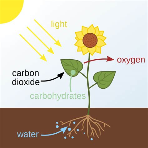 Sunlight and Plants: The Magic of Photosynthesis