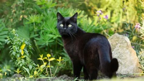 Superstitions and Beliefs: Cultural Perspectives on Feline Reproduction