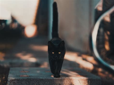 Superstitions and Folklore: Exploring the Enigmatic World of Mysterious Midnight Felines