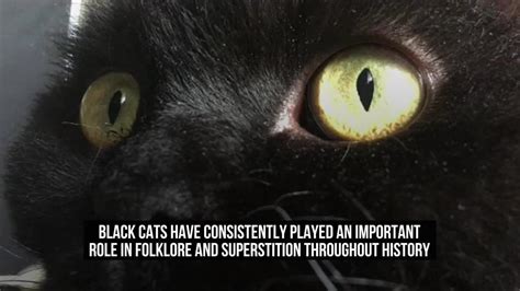 Superstitions and Folklore: Pale Feline Creatures and Their Foreboding Encounters