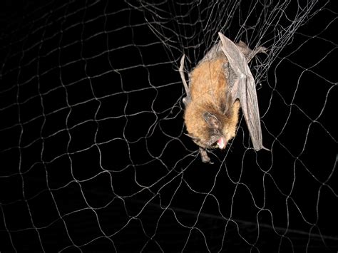 Supporting Bat Research: Investing in Studying and Safeguarding Bat Species