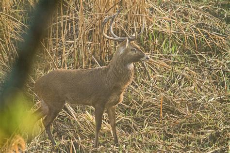 Supporting Conservation Efforts for Dwarf Antlered Creatures