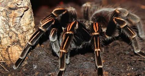 Surprising Connections: Tarantulas in Different Cultures