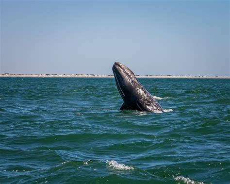 Survival Strategies and Coping Mechanisms: Valuable Insights from a Harrowing Encounter with a Majestic Creature