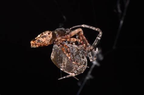 Survival Tactics: Strategies Adopted by the Male Spider of the Lethal Arachnid Species