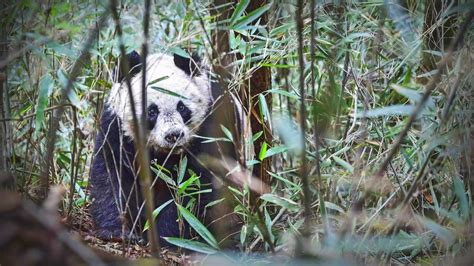 Surviving in a Transforming Environment: Protecting Giant Pandas