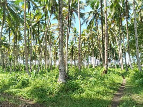 Sustainable Farming: Conservancy of Coconut Groves for Future Generations