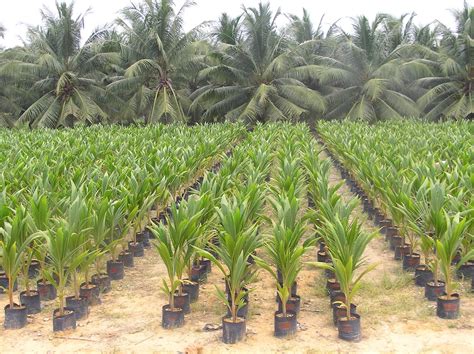 Sustainable Farming Practices for Cultivating Young Coconuts