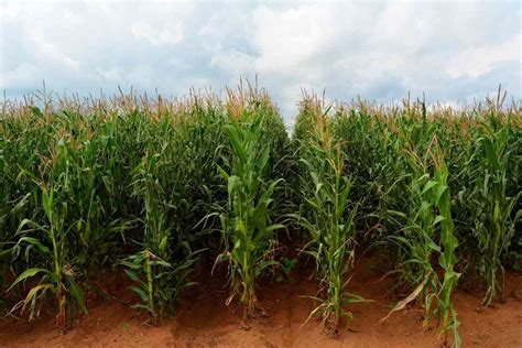 Sustainable Farming Practices in Cultivated Maize Fields