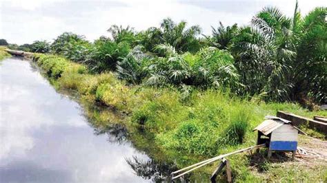 Sustainable Practices: Striking a Balance for Oil Palm