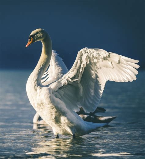 Swan Photography: Capturing the Grace and Magnificence of Swans in Flight