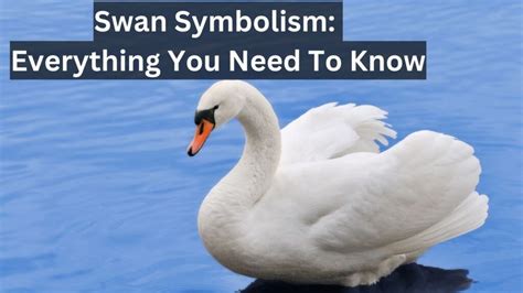 Swan Symbolism in Dreams: A Jungian Perspective