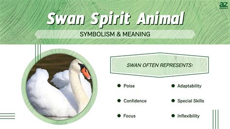 Swan as a Spirit Animal: Decoding the Hidden Messages of Pursued Dreams