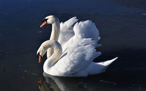 Swans as Harbingers of Inner Metamorphosis