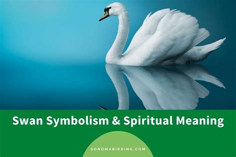 Swans in Various Cultures: Symbolism and Cultural Significance