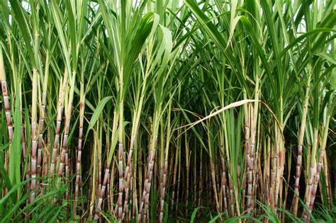 Sweet Rewards: Economic and Environmental Benefits of a Flourishing Sugarcane Plantation