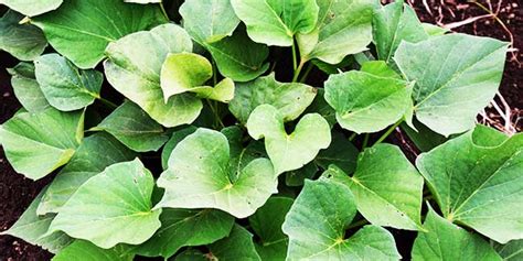 Sweet potato leaves: a rich source of essential nutrients