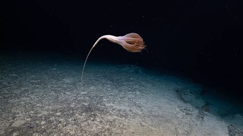 Swim alongside Exotic Marine Creatures: An Expedition into the Mysterious Depths