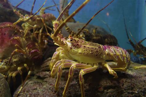 Swimming Side by Side: Insights into Lobster Societies