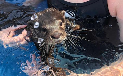 Swimming with Otters: An Extraordinary and Unforgettable Adventure