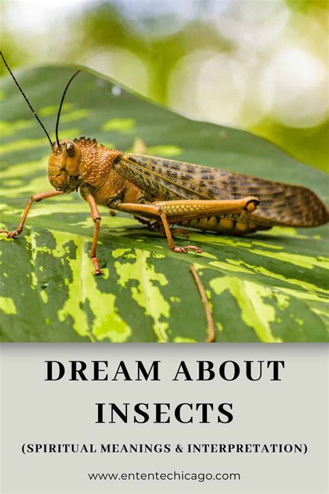 Symbolic Interpretation of Other Insects in Dreams: Bees, Flies, and Moths