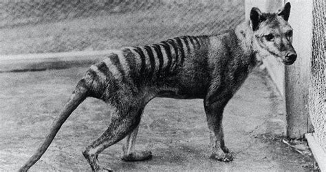 Symbolic Interpretations: Deciphering the Thylacine's Mythical Significance