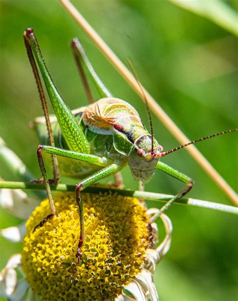 Symbolic Meanings and Importance of Crickets in Dreams