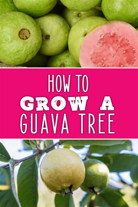 Symbolic Representation of Growth and Fertility in Dreams: Exploring the Guava Tree