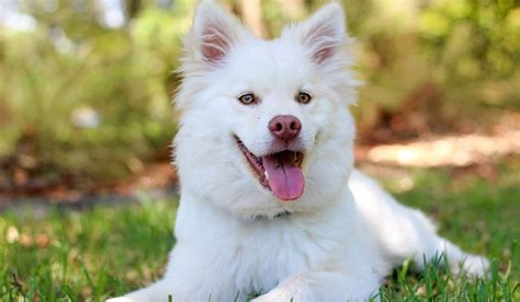 Symbolism and Significance of Dreaming of a White Canine Companion