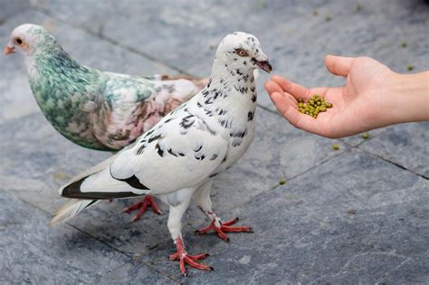 Symbolism and Significance of a Pure Dove in Dreams