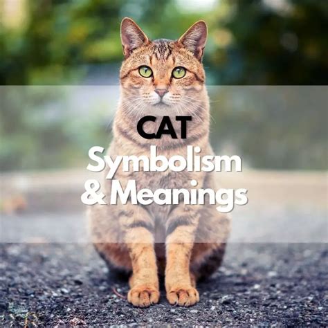 Symbolism of Cats in Different Cultures and Throughout History