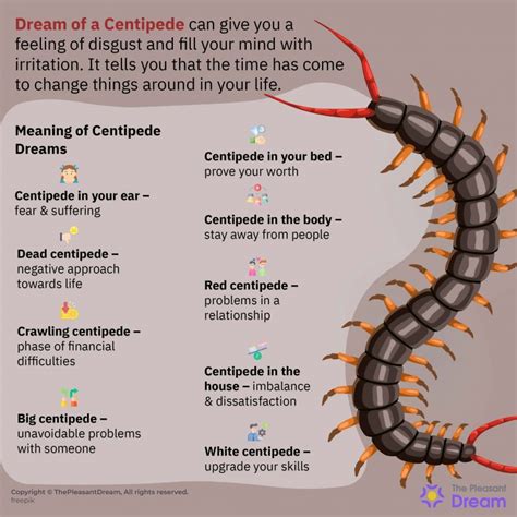 Symbolism of Centipede in Dreams