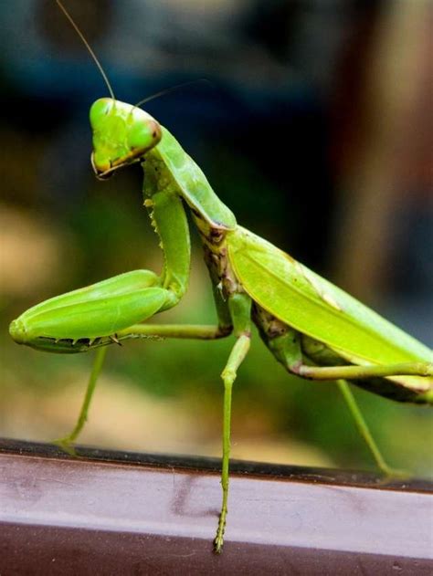 Symbolism of Dreams: Understanding the Praying Mantis