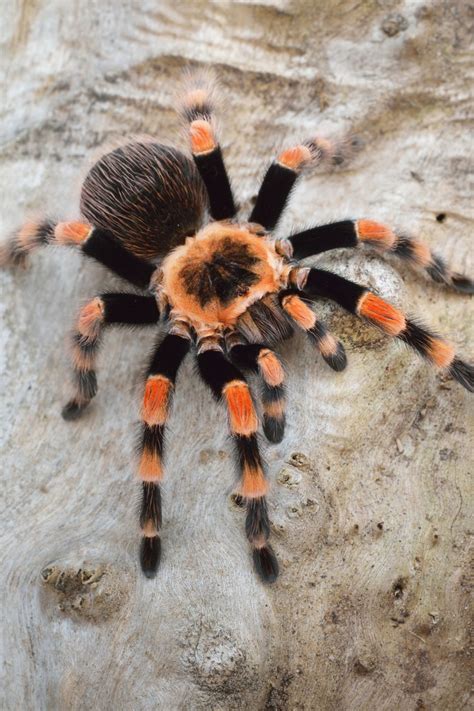 Symbolism of Tarantulas: Exploring the Spider's Significance in Dreams