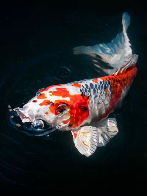 Symbolism of White Koi in Eastern Culture