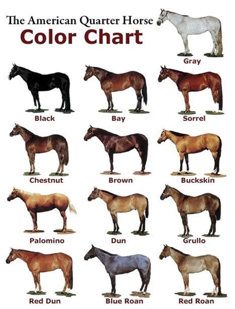 Symbolism of the Blush-Colored Equine