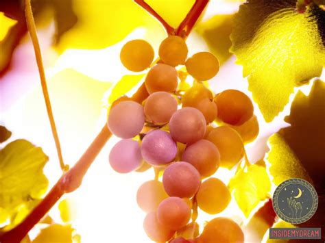 Symbols and Their Meanings in the Grape-Filled Dreams