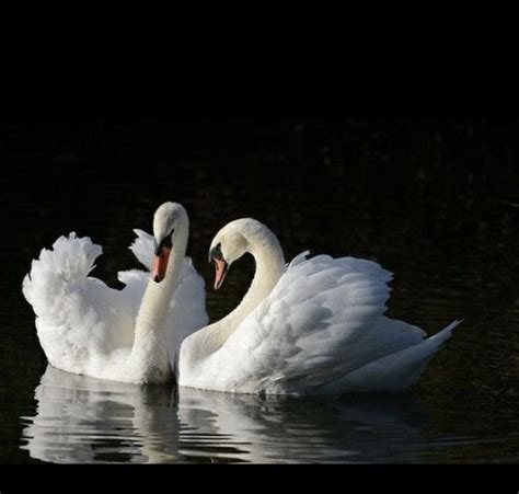 Symbols of Elegance and Grace: Swan Dreams