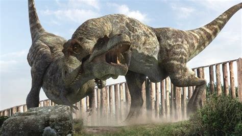 T-Rex Behavior: Unveiling the Ferocity of the Dinosaur King