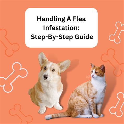 Tackling Flea Infestations: Step-by-Step Guide to Eliminating Fleas