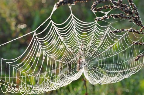 Tackling the Tangled: Effective Strategies for Battling Spider Webs