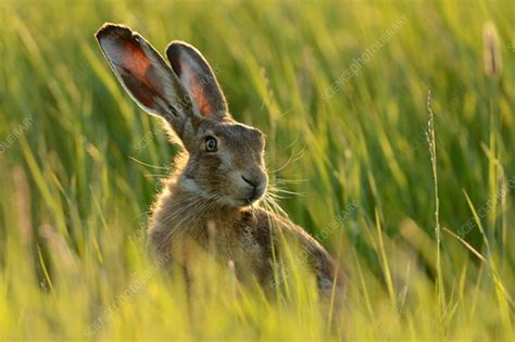 Tactics for Capturing a Hare in an Open Field