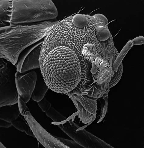 Tactics for Comprehending and Analyzing Your Own Vision of Microscopic Insects