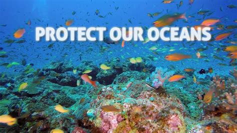 Take Action: Preservation Efforts to Safeguard Our Seas