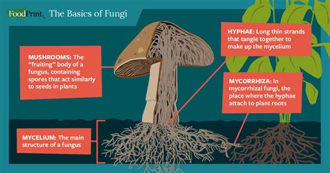 Taking Action: Addressing the Presence of Fungi on Interior Surfaces