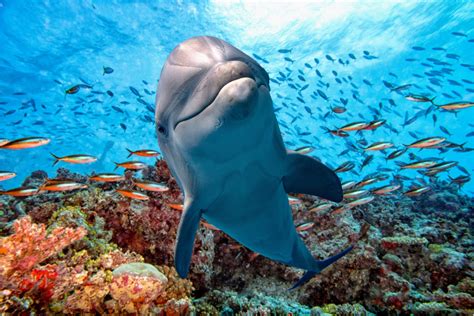 Taking Action: Simple Habits to Preserve Dolphin Habitats