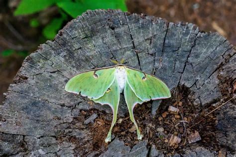 Taking Action: Unlocking the Potential of Moth Dreams in Your Life